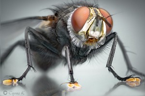 rp_mega-fly-ii-cyrus-k.jpg